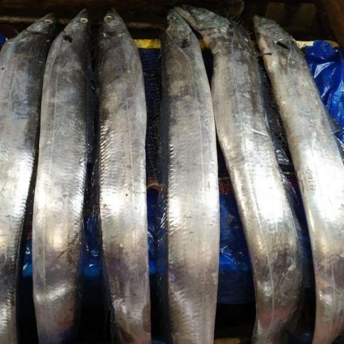 국내산 생갈치 특대 (손가락4지~4지반) [원산지:국산]